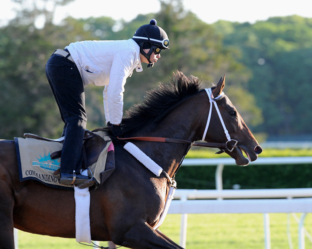 Belmont Stakes contender Commanding Curve. Photo: NYRA/Lauren King.