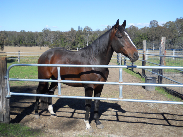 Mustaneer now stands at Aimalac Stud in northern New South Wales. Photo: Jim Lloyd.
