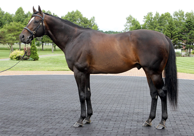 Empire Maker at the JBBA's Shizunai Stallion Station. Photo: Michele MacDonald