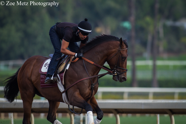 Firing Line gallops at Santa Anita. Photo: Zoe Metz