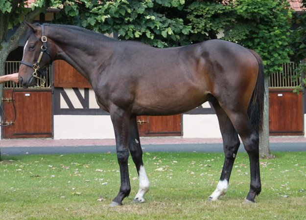 Lot 125 at Arqana's August Yearling Sale, a Frankel - Piping colt. Photo: Arqana/Ecurie des Monceaux