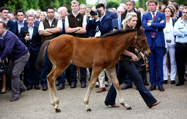The first Frankel foal to be auctioned was sold with his dam Crystal Gaze for £1.15 million at the Goffs Sale in London. Photo: RacingFotos.com