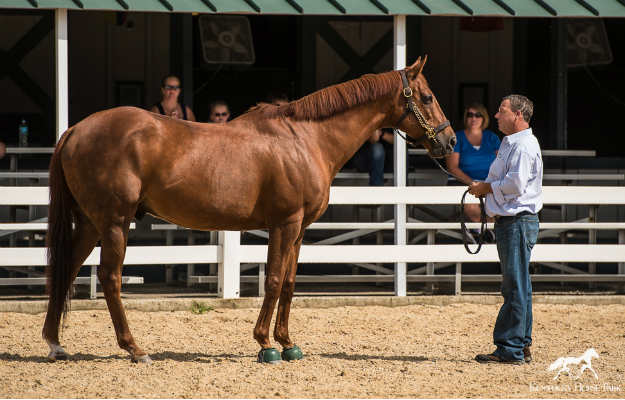 Funny Cide with Ronan Cunningham, director of equine operations at Kentucky Horse Park. Photo: James Shambhu/Kentucky Horse Park