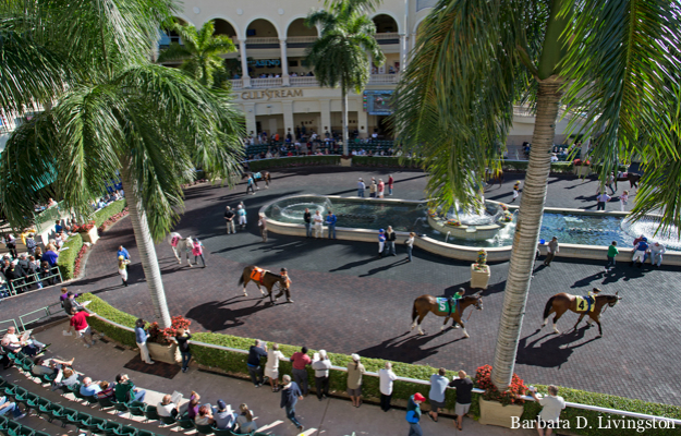 Gulfstream Park's paddock. Photo: Barbara D. Livingston