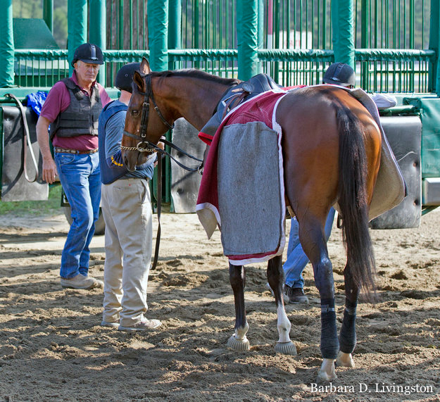 Bob Dundan and crew work with I Spent It at the starting gate. Photo: Barbara D. Livingston.