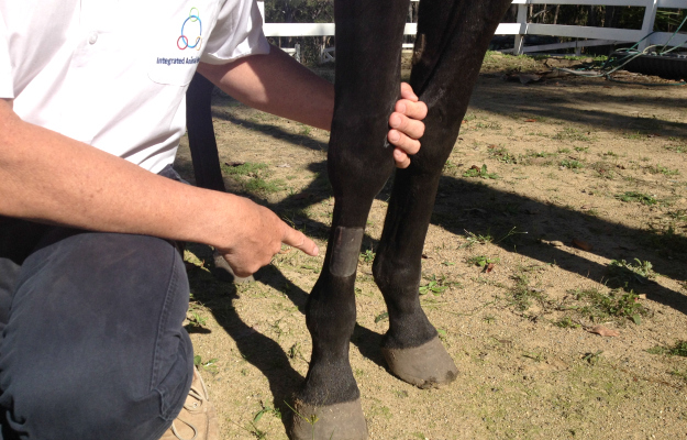 TPM Equine Oxycodone patch. Credit: Integrated Animal Health
