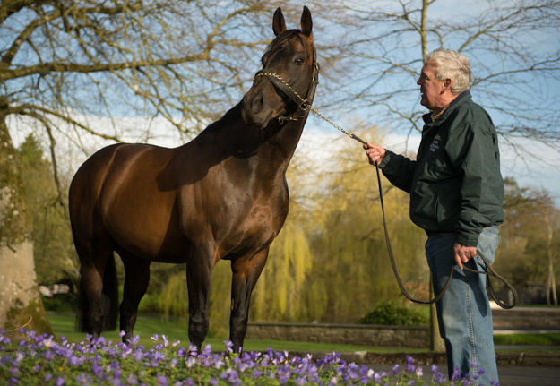 Invincible Spirit at Irish National Stud. Photo via Irish National Stud