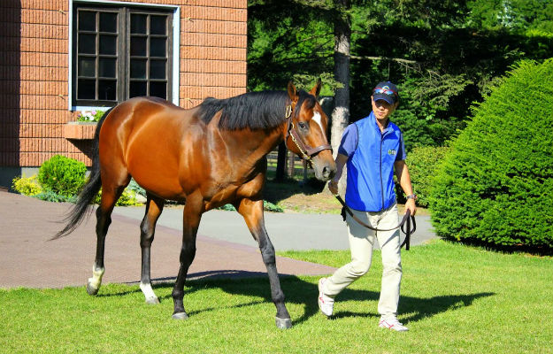 Just A Way at Northern Farm: the world's highest rated horse in 2014 was pre-trained at Northern Farm's C-1 barn. Photo: Isabel Mathew