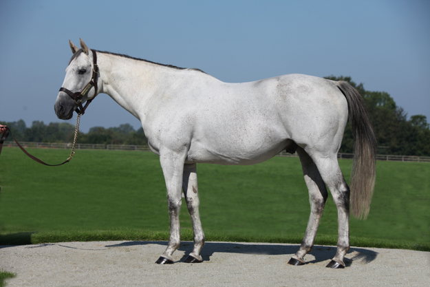 Kendargent at Haras de Colleville. Photo: ©OHOUDART.