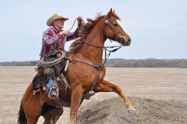 Simanton on Crested, a graded stakes placed gelding. Crested is now an amateur polo mount. Photo: Dorothy Snowden