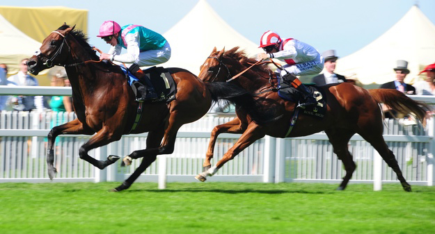 John Gosden-trained Kingman wins the 2014 St James Palace Stakes at Royal Ascot. Photo: Healy Racing/RacingFotos.com