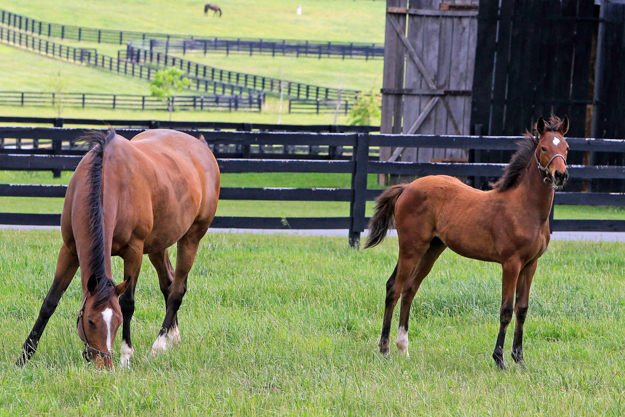 Love Me Only with her Smart Strike colt. Photo: Michele MacDonald