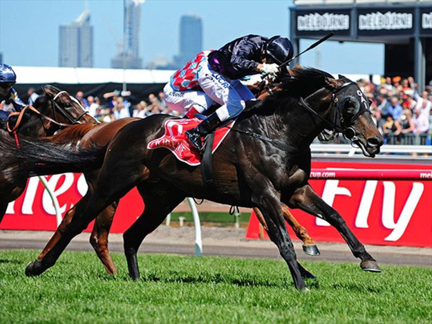 Fiorente in the 2013 Melbourne Cup. Photo: GaiWaterhouse.com.au.