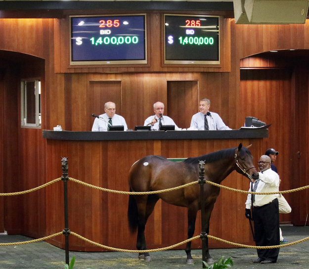 Hip 285, the 2015 OBS March sale topper, a $1.4 million Bernardini colt purchased by Live Oak Plantation. Photo: Photos by Z.