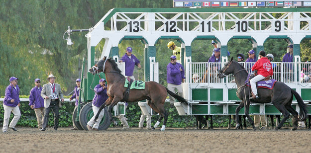 Quality Road escapes from the starting gate and is caught by the gate crew at the 2009 Breeders' Cup. Photo: Alysse Jacobs. 