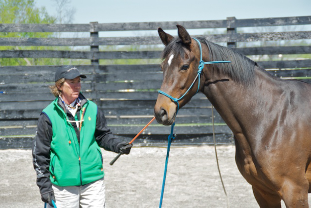 Top-level event rider and trainer Cathy Wieschhoff works with Saint Kris (2011 f Noble Causeway - Saint Kris), a Thoroughbred Makeover contestant in the round pen at Maker's Mark Secretariat Center. Photo: Erin Shea