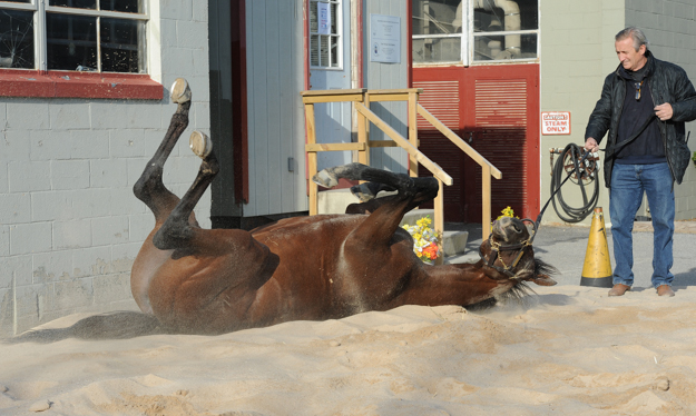 Trainer Rick Violette with Samraat mains a year-round base at Aqueduct. Photo: NYRA/Susie Raisher 