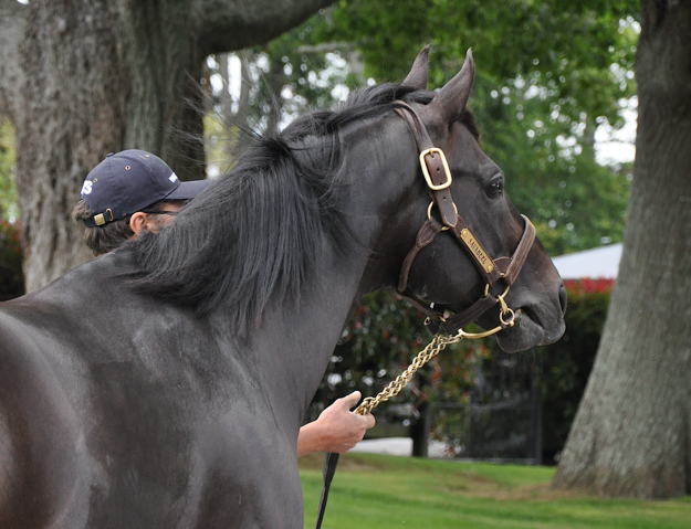 Waikato Stud's Savabeel, poised to take up the mantle of his sire Zabeel. Photo: Jessica Owers.