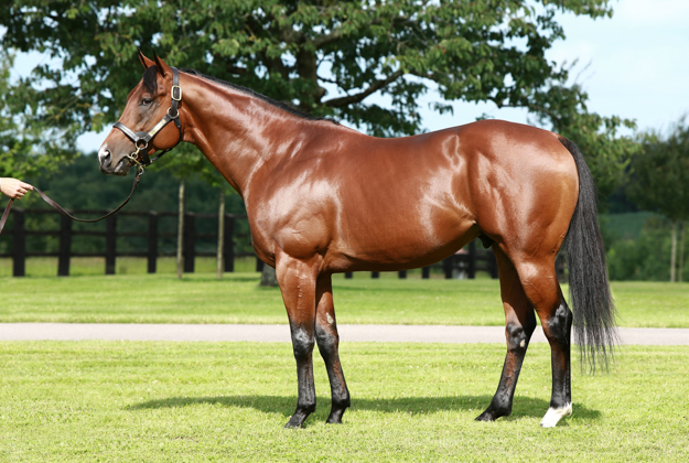 Siyouni at the Aga Khan Studs. Photo provided by Aga Khan Studs. 