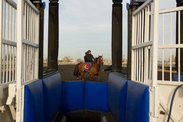 View of Woodbine's starting gate. Photo: Michael Burns.