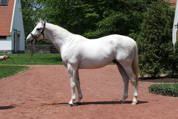 Tapit at Gainesway Farm. Photo: Gainesway Farm.