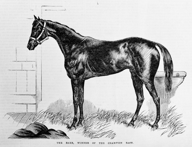 1866 Melbourne Cup winner The Barb. Supplied by State Library of Victoria.