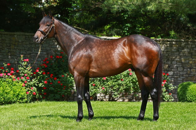 Uncle Mo at Ashford Stud. Photo: Coolmore.