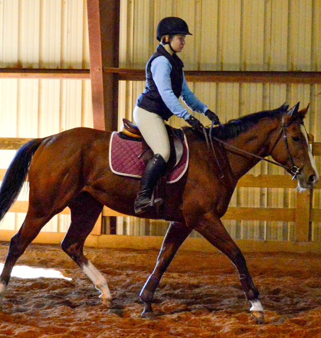 The 3-year-old Vintage Prado was also adopted by Blue Skies Riding Academy from Suffolk Downs. Photo: Blue Skies Riding Academy.