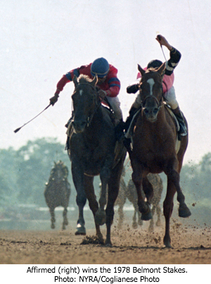 Affirmed (right) wins the 1978 Belmont Stakes to become the 11th Triple Crown winner. Photo: NYRA/Coglianese Photo