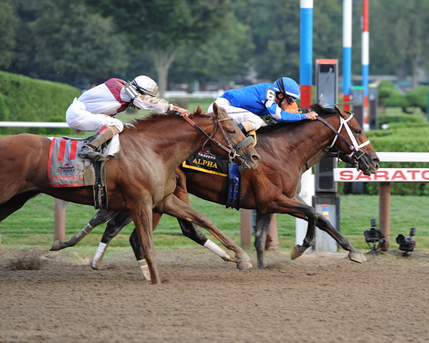 Alpha and Golden Ticket dead heat in the 2012 Travers Stakes. Photo: NYRA/Adam Coglianese.