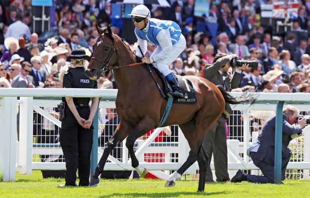 Anodin at Royal Ascot. Photo: Frank Sorge/RacingFotos.com