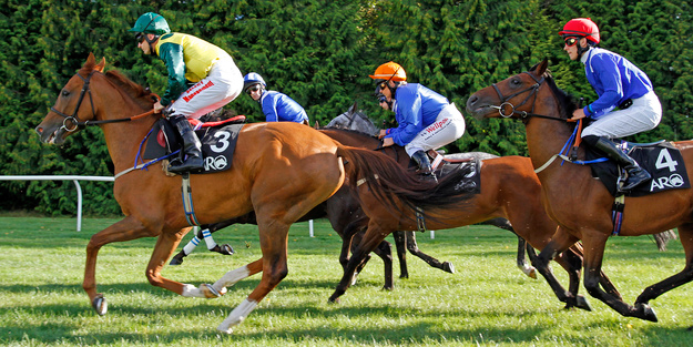 Arabians in the Dubai International Arabian Races at Newbury. RacingFotos.com