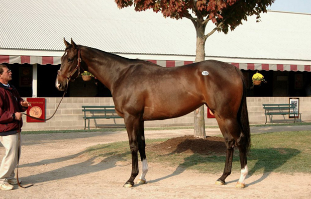 Ashado at the 2005 Keeneland November Sale. Photo: Laura Donnell/Taylor Made Farm.