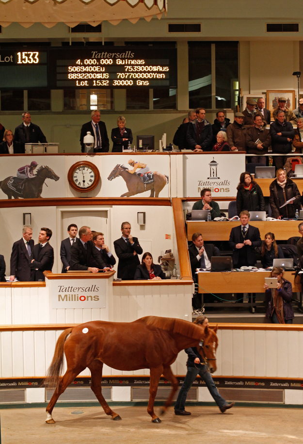 Dancing Rain by Danehill Dancer sold for 4,000,000 guineas ($6,892,299) to John Ferguson at the Tattersalls 2013 December Mare Sale. Photo: Tattersalls Ltd.