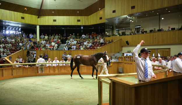 Karaka Sales Centre in Auckland. Photo: Trish Dunnell/New Zealand Thoroughbred Marketing.  