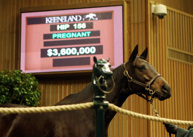 Naples Bay sold for $3.6 million in foal to War Front. Photo: Keeneland.