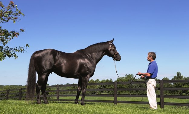 Lonhro at Darley's Jonabell Farm, Kentucky. Photo: Darley Australia.