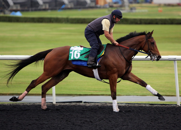 Twilight Eclipse training at Meydan. Photo: RacingFotos.com