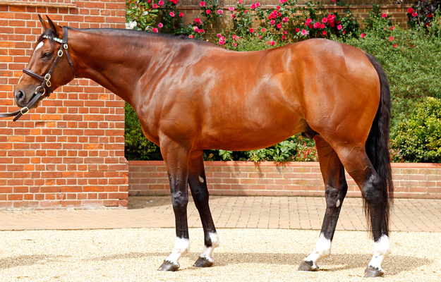 Frankel at Juddmonte's Banstead Stud. RacingFotos.com