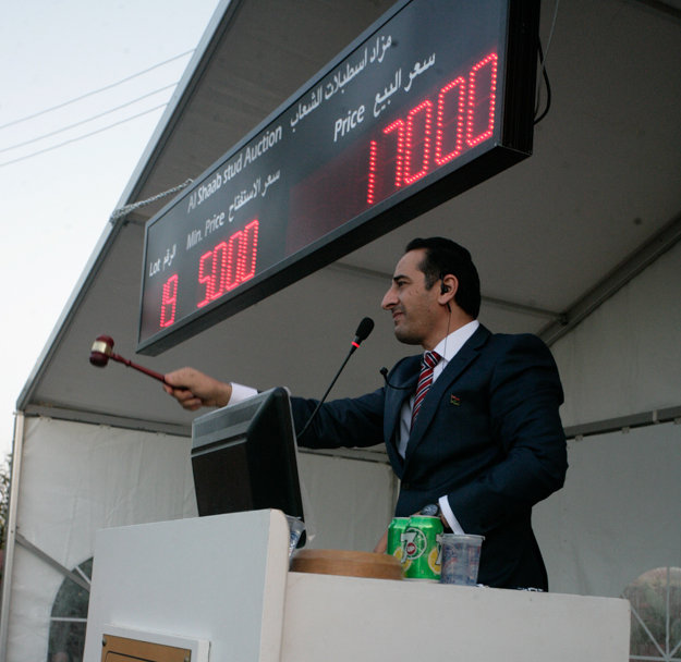 Auctioneer at an Al Shaab Stud sale near Tripoli. Photo: Al Shaab Stud and Libyan Horseman's Association. 