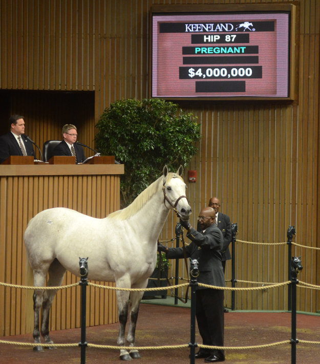 Awesome Maria by Maria's Mon, the sale topper at the 2013 Keeneland November Sale, sells for $4,000,000. Photo: Photos by Z/Keeneland.