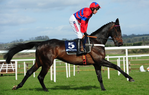 Sprinter Sacre, a Selle Francais gelding who is one of the top steeplechase horses in the world, is a graduate of the AQPS Decize show. Photo: RacingFotos.com