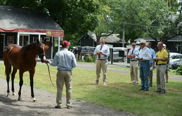 Taylor Made Sales in action. Photo: Laura Donnell/Taylor Made Farm.