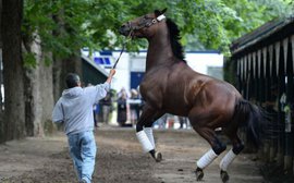 Pride, heartbreak and a mind-boggling electricity: the week American Pharoah came to town