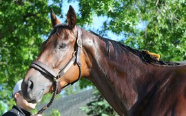 Gary Stevens' bad news for Classic rivals: Beholder is only just reaching her peak