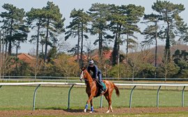 So far so good: The inside story on California Chrome's life in Newmarket 