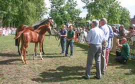 Why racing professionals flock to the equine 'beauty contests' of rural France