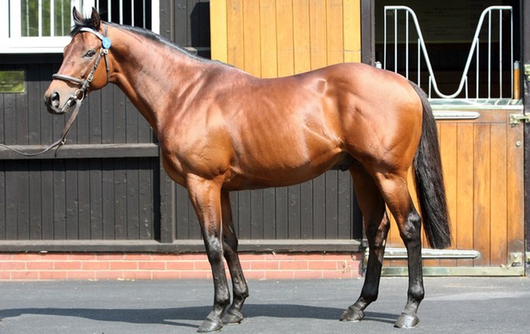 Dubawi