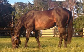 Stallion numbers take a dive in Australia