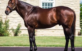With reliability and value, underrated sires offer opportunity for breeders